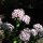 Lœillet de poète / œillet barbu Sweet William (Dianthus barbatus) graines
