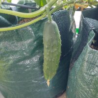 Concombre Marketmore (Cucumis sativus)  graines