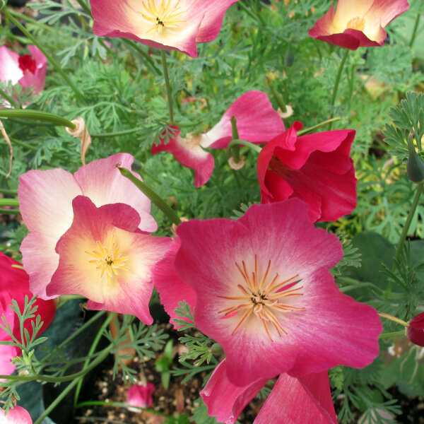 Pavot dor de Californie Carmine King (Eschscholzia californica) graines