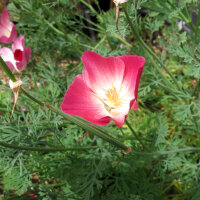 Pavot dor de Californie Carmine King (Eschscholzia californica) graines