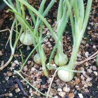 Oignon blanc de Paris (Allium cepa) graines