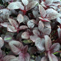 Amarante livide rouge (Amaranthus lividus) graines