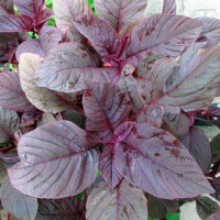 Amarante livide rouge (Amaranthus lividus) graines