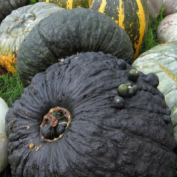 Potiron Marina di Chioggia (Cucurbita maxima) graines