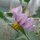 Aubergine rayée Rotonda bianca sfumata di rosa (Solanum melongena) graines