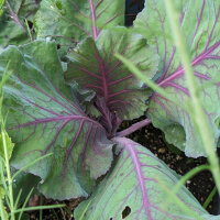 Chou cabus pointu rouge Kalibos (Brassica oleracea var. capitata) graines