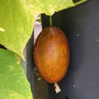 Concombre brun de Russie Brown Russian (Cucumis sativus) graines