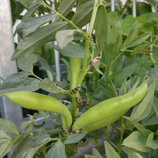 Fève Extra precoce a grano violetto (Vicia faba) graines