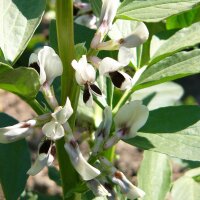 Fève Extra precoce a grano violetto (Vicia faba) graines