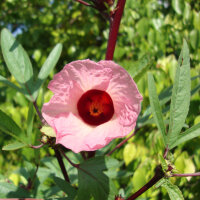 Roselle (Hibiscus sabdariffa) graines