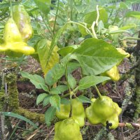 Piment clochette Jamaican Bell (Capsicum baccatum) graines