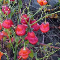 Piment clochette Jamaican Bell (Capsicum baccatum) graines