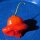 Piment clochette Jamaican Bell (Capsicum baccatum) graines