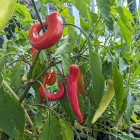 Piment Banane Sweet Banana (Capsicum annuum) graines