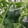 Piment Chilhuacle Negro (Capsicum annuum) graines