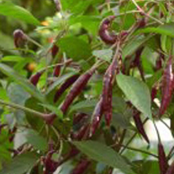 Piment Thai Kali Mirch (Capsicum annuum) graines