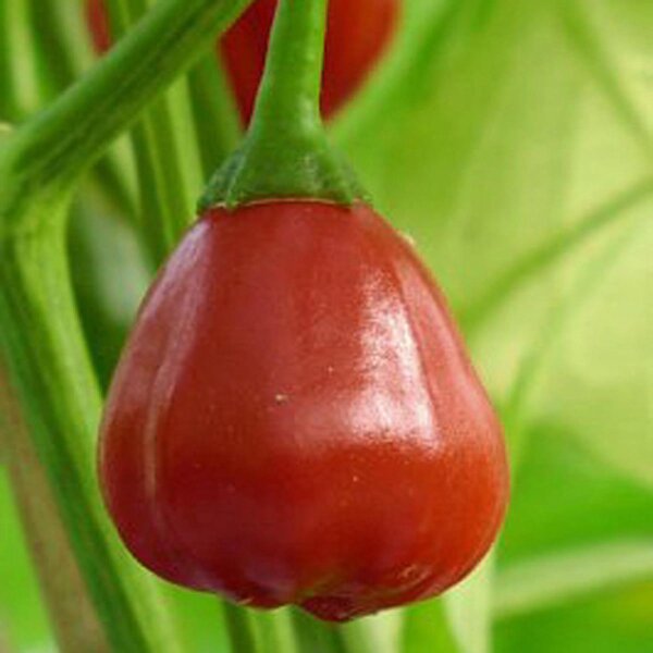 Piment Speedball (Capsicum baccatum) graines