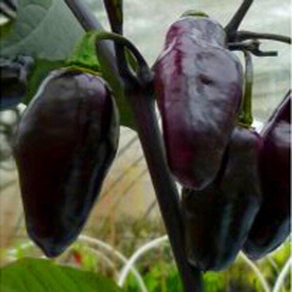 Piment violet Pimenta Da Neyde (Capsicum chinense x annuum) graines