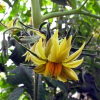 Tomate Orange Persimmon (Solanum lycopersicum) graines