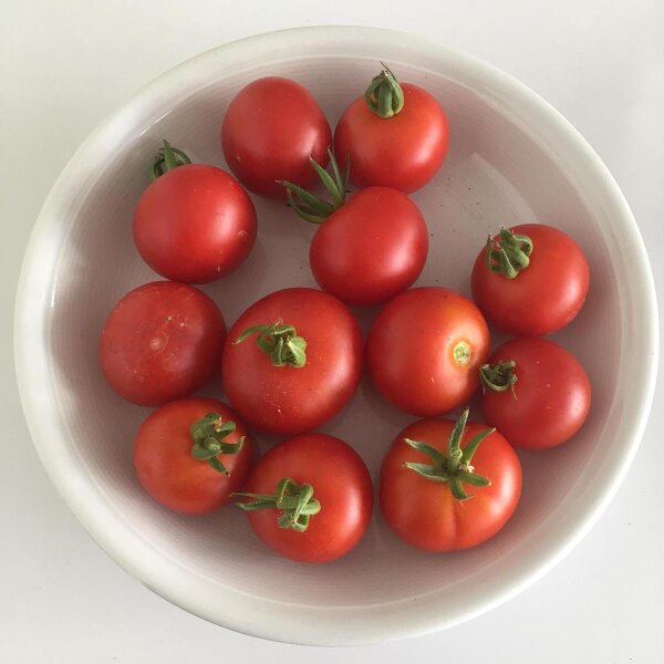 Tomate Dansk Export (Solanum lycopersicum) graines