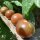 Tomate Cerise Black Sweet Cherry (Solanum lycopersicum) graines