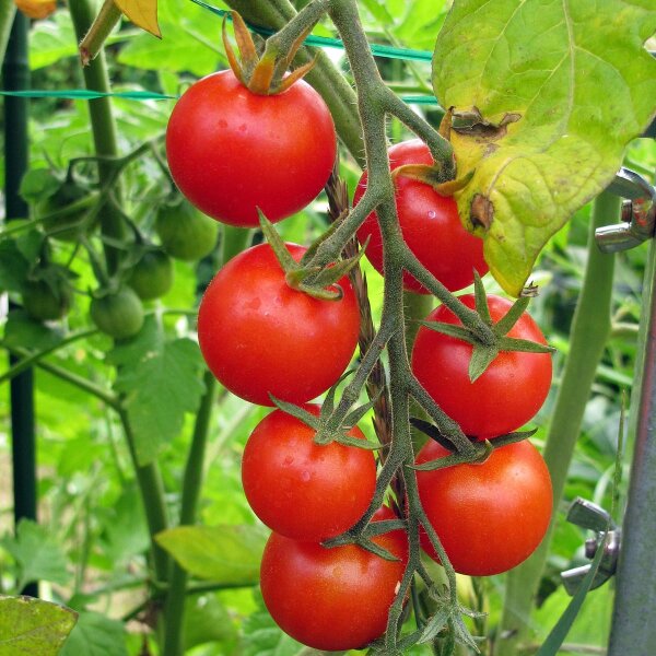 Tomate cerise Gardeners Delight (Solanum lycopersicum) graines