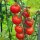 Tomate cerise Gardeners Delight (Solanum lycopersicum) graines