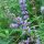 Gattilier / Poivre des moines (Vitex agnus-castus) graines