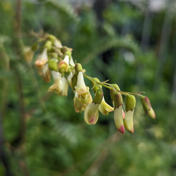 Astragale Huang-Qi (Astragalus membranaceus) graines