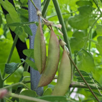 Astragale Huang-Qi (Astragalus membranaceus) graines