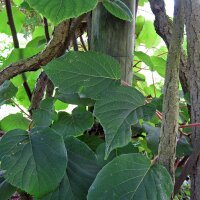 Kiwi (Actinidia chinensis) graines