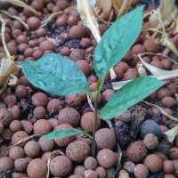 Asiminier trilobé/ Pawpaw (Asimina triloba) graines