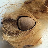 Palmier à bétel / noix darec (Areca catechu) graines