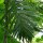 Palmier à bétel / noix darec (Areca catechu) graines