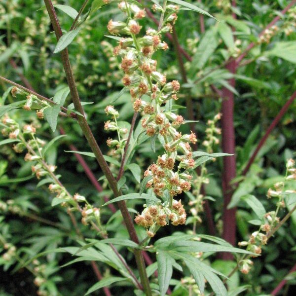 Armoise commune (Artemisia vulgaris) graines