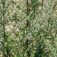 Armoise commune (Artemisia vulgaris) graines