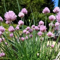 Ciboulette Gonzales (Allium schoenoprasum) Bio semences