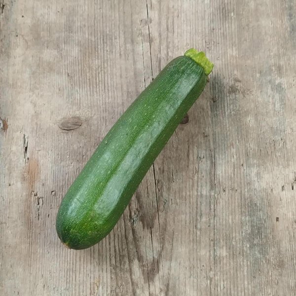 Courgettes Zuboda (Cucurbita pepo) Bio semences