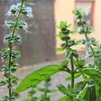 Basilic Medium (Ocimum basilicum) Bio semences