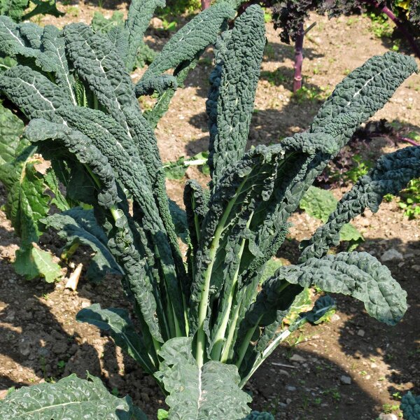 Kale lacinato / chou palmier frisé Cavolo Nero di Toscana (Brassica oleracea var. palmifolia) graines