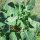 Choux de Bruxelles Evesham Special (Brassica oleracea var. gemmifera) graines