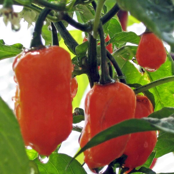 Piment Habanero (Capsicum chinense) graines