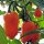 Piment Habanero (Capsicum chinense) graines