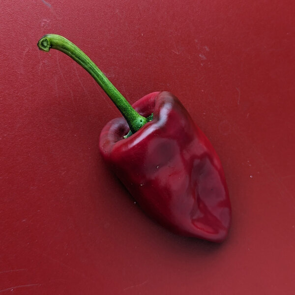 Piment Ancho / Poblano (Capsicum annuum) graines