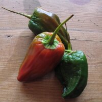 Piment Ancho / Poblano (Capsicum annuum) graines