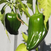 Piment Ancho / Poblano (Capsicum annuum) graines