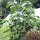 Piment Rocoto (Capsicum pubescens) graines