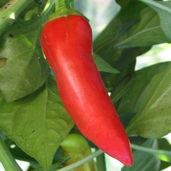 Piment Hungarian Hot Wax (Capsicum annuum) Bio semences