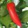 Piment Hungarian Hot Wax (Capsicum annuum) Bio semences