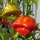 Piment clochette (Capsicum baccatum) Bio semences